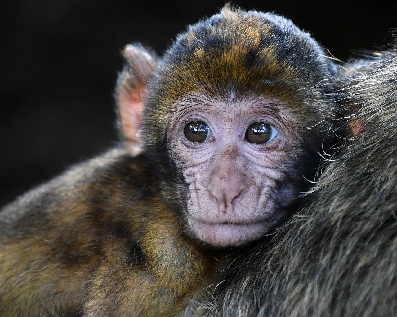 Małpka marmozeta fakty