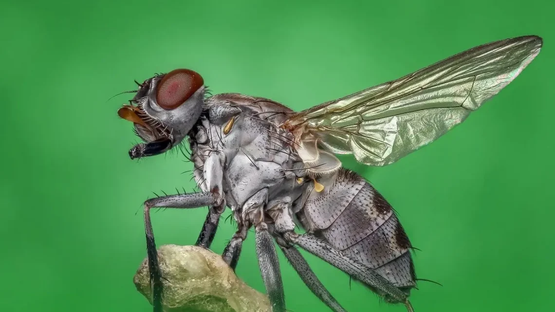 Czym żywią się muchy