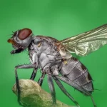 Czym żywią się muchy